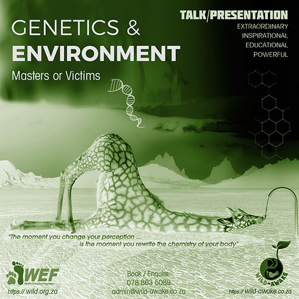 WEF - Wild-Awake Experience