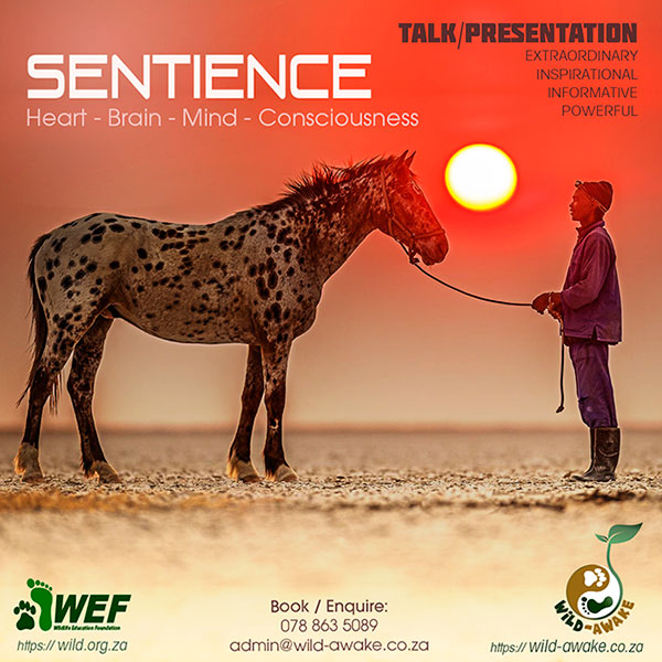 WEF - Wild-Awake Experience